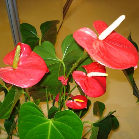 Anthurium(mihaela)